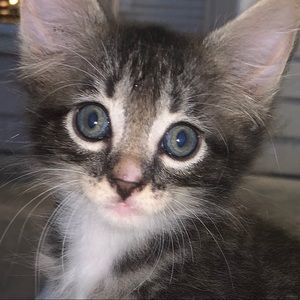 Meet your Posher, Rubi